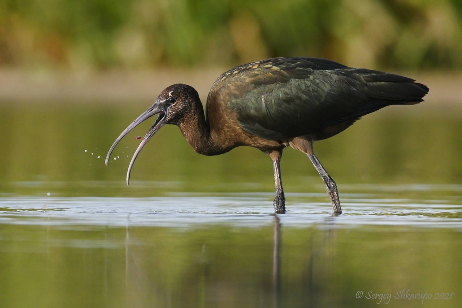 Каравайка, Сергей Шкарупо