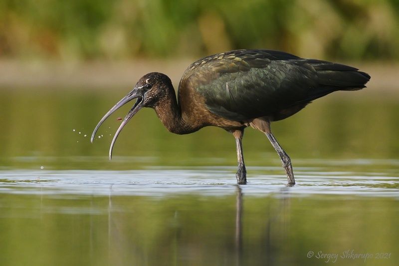 Я тебя съем фото превью