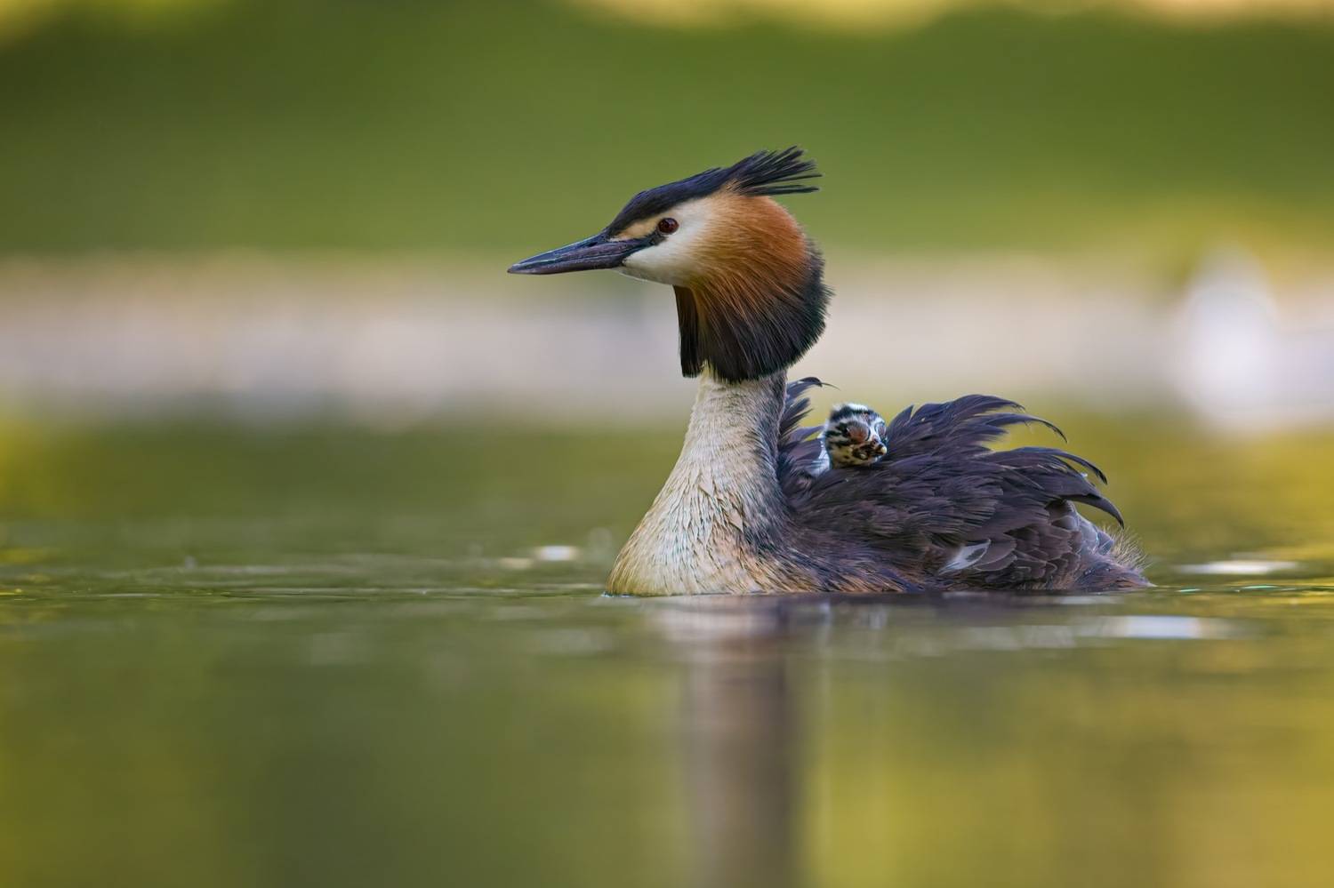 чомга, большая поганка, поганка, птицы, птенец, Руслан Pl
