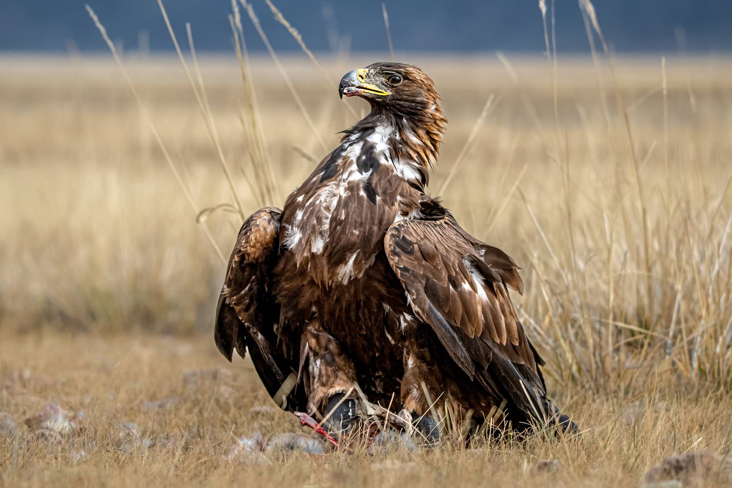 , Юрий Матвеев