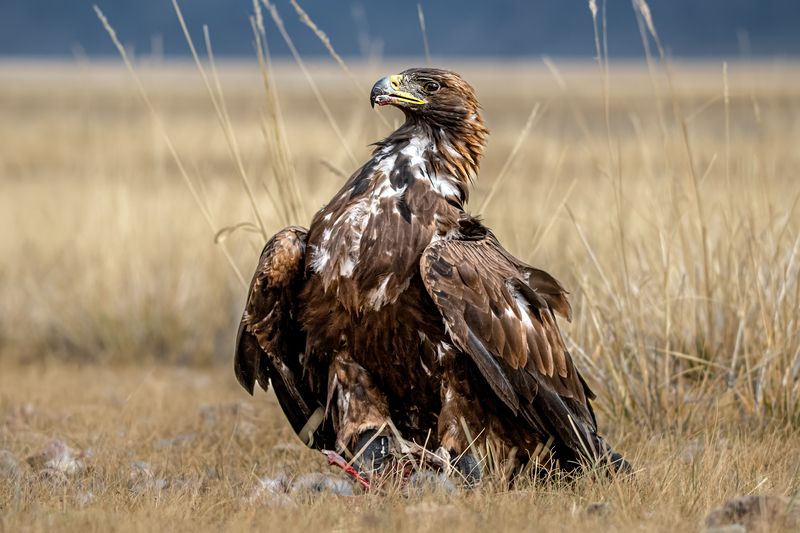 Портрет беркута фото превью