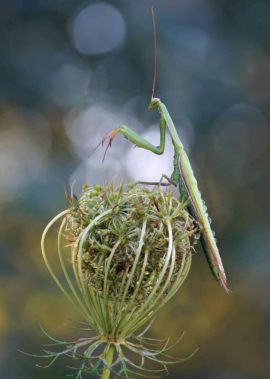 Богомол, Чепленко Алексей