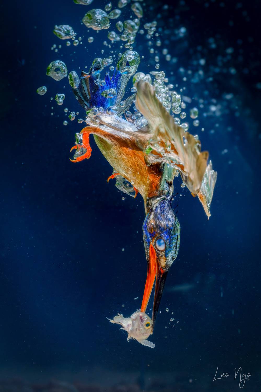 #kingfisher #everydaywildlife #naturestory #birdphotography #leongo, Ngo Hoang Nguyen - Leo Ngo