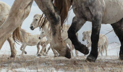 winter white horses