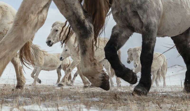 winter white horses winter white horses фото превью