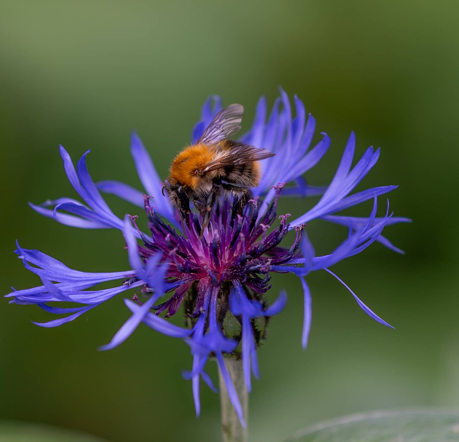 , Курлянцев Алексей