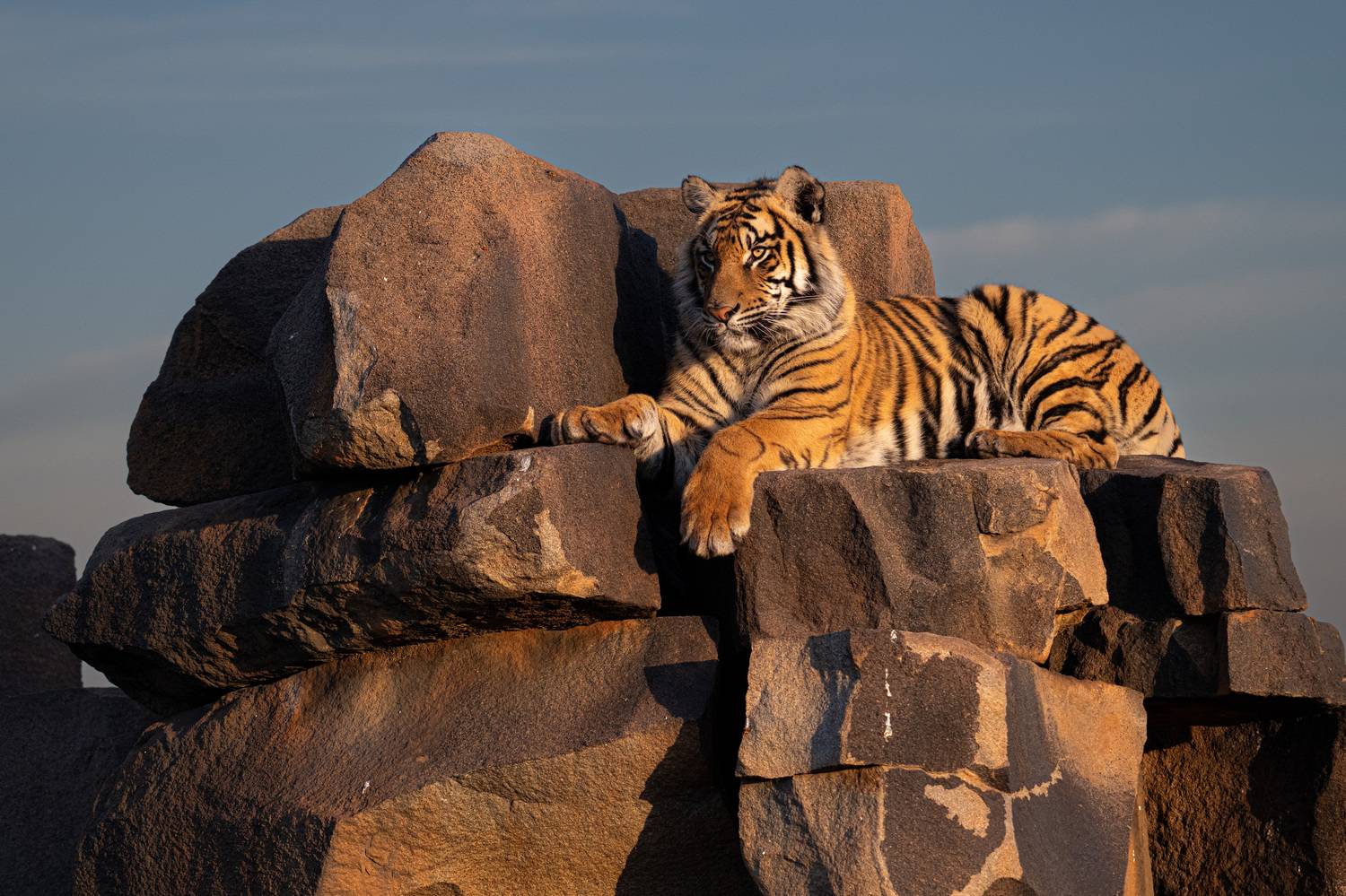 Бенгальский тигр, Африка, ЮАР, Сулоев Алексей