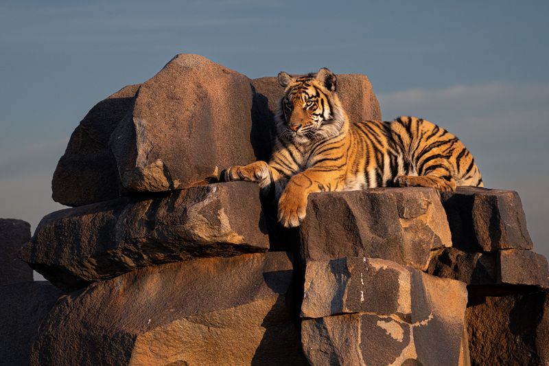 Бенгальский тигр, Африка, ЮАР  фото превью