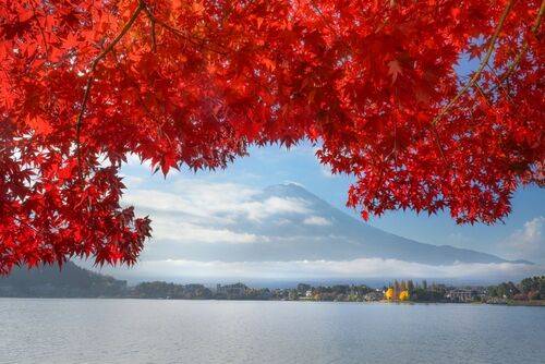 Красные клены на озере Кавагучико