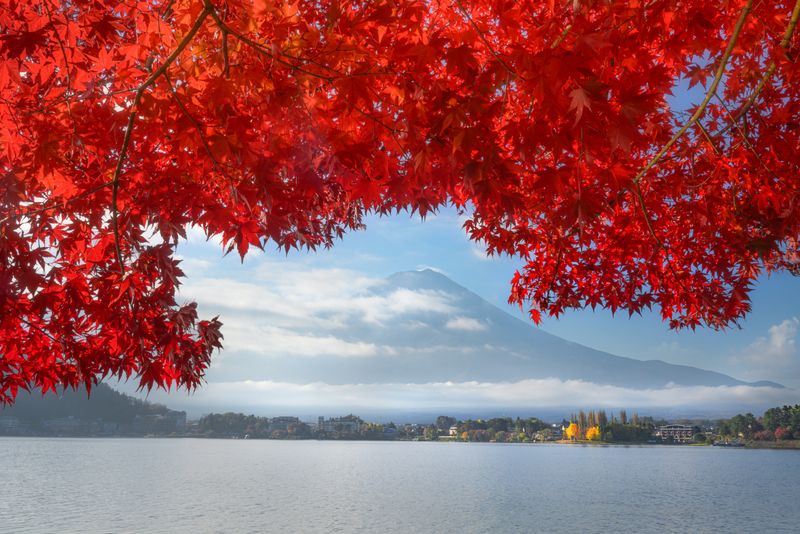 Красные клены на озере Кавагучико фото превью
