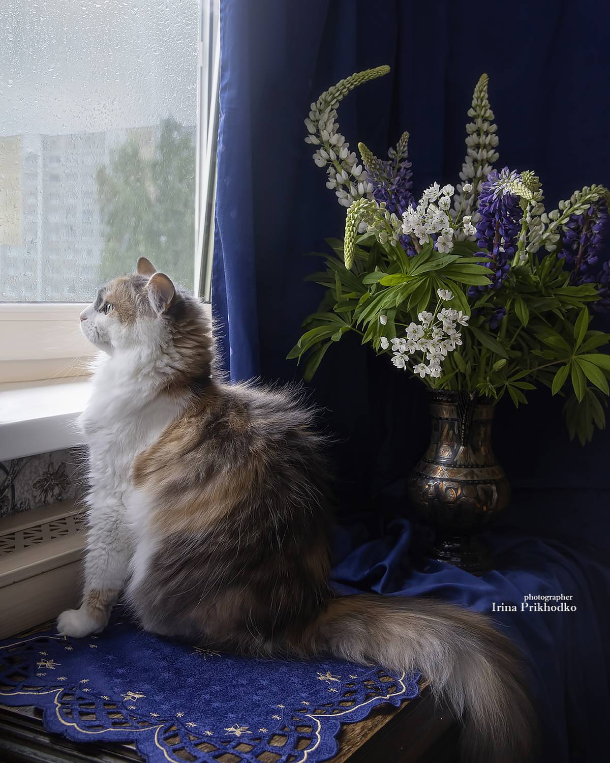 животные кошки, питомцы, интерьер, букеты, Приходько Ирина