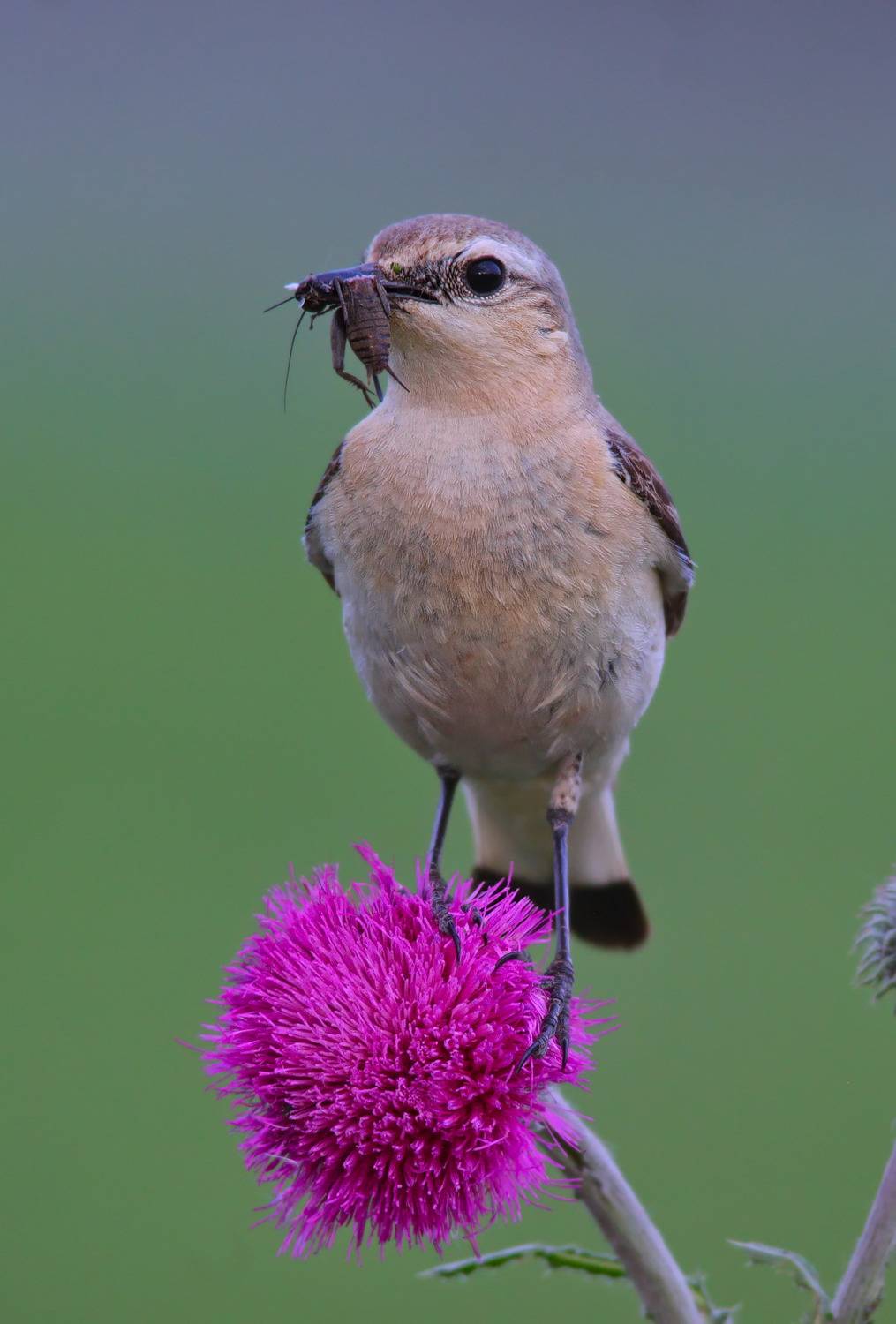 oenanthe oenanthe, каменка, обыкновенная каменка,, sergey izoya
