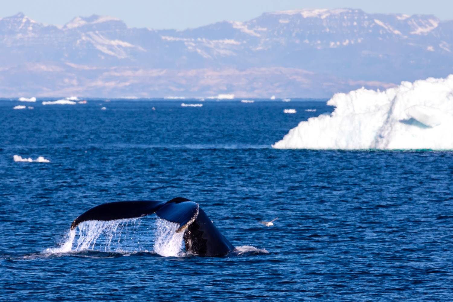 , Евгения Чех