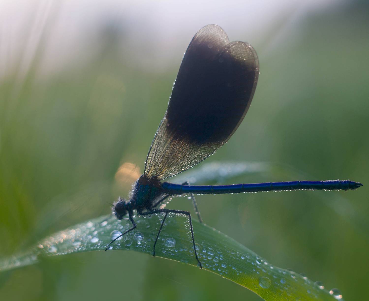 стрекоза,, Свистков Александр