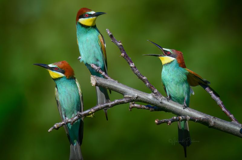 bee-eater Щуркины посиделки фото превью