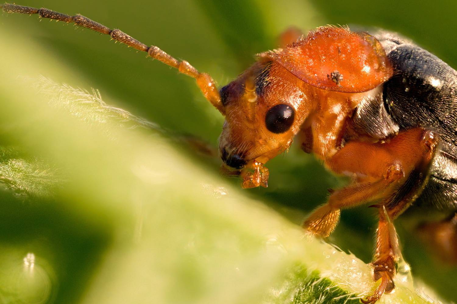 , Кузнецов Дмитрий