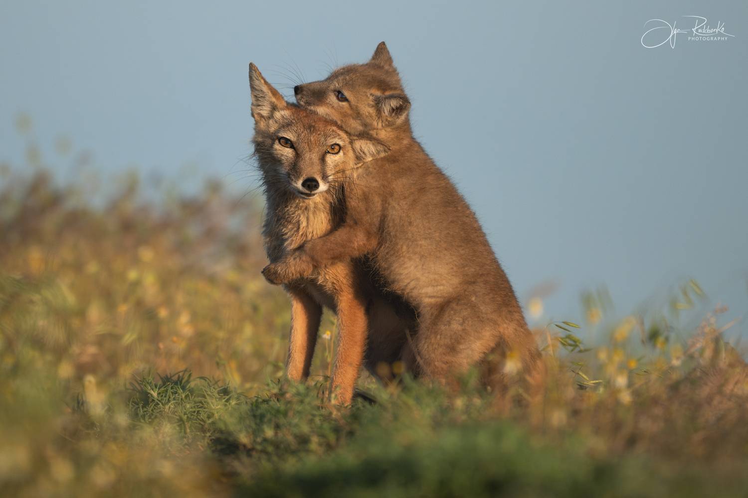 корсак, калмыкия, степная лиса, корсачонок, дикая природа, wildanimals, корсачата, vilpus corsac, corsac, Рудченко Ольга