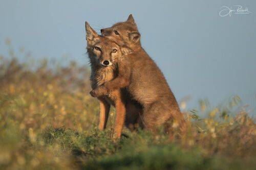 Операция: Поймать и обнять маму!