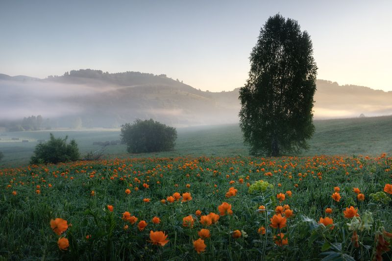 алтайский край, алтайский район, холмогорье, предгорья, алтайское холмогорье, весна на алтае, весенний алтай, предгорья алтая, огоньки, жарки, купальница, утро туманное, туман, утро Огни влажных лугов фото превью