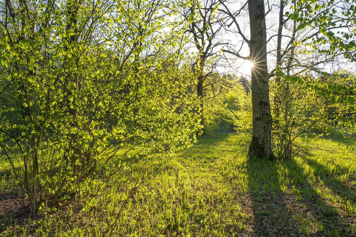 forest, tree, light, foliage, sunlight, spruce, morning, evening, summer, spring, landscape, Андрей Козлов