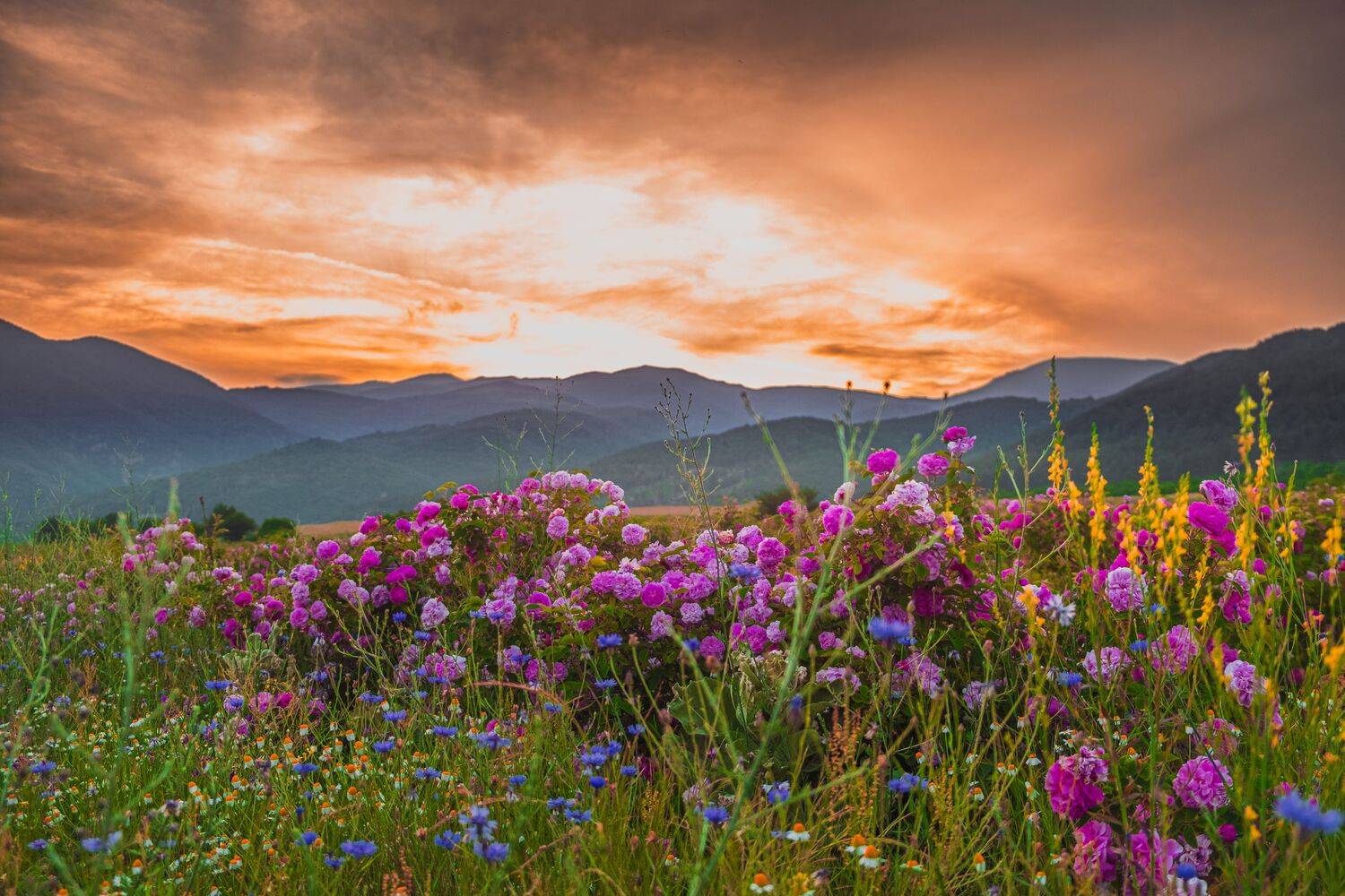 , Николов Андриян