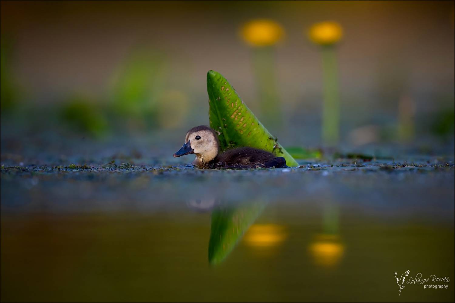 , Лобанов Роман