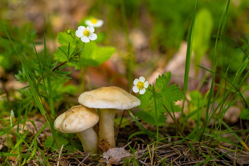 .... фото превью