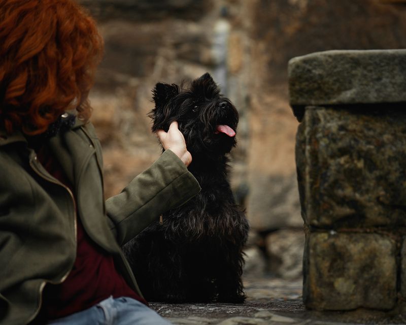 Cherry фото превью