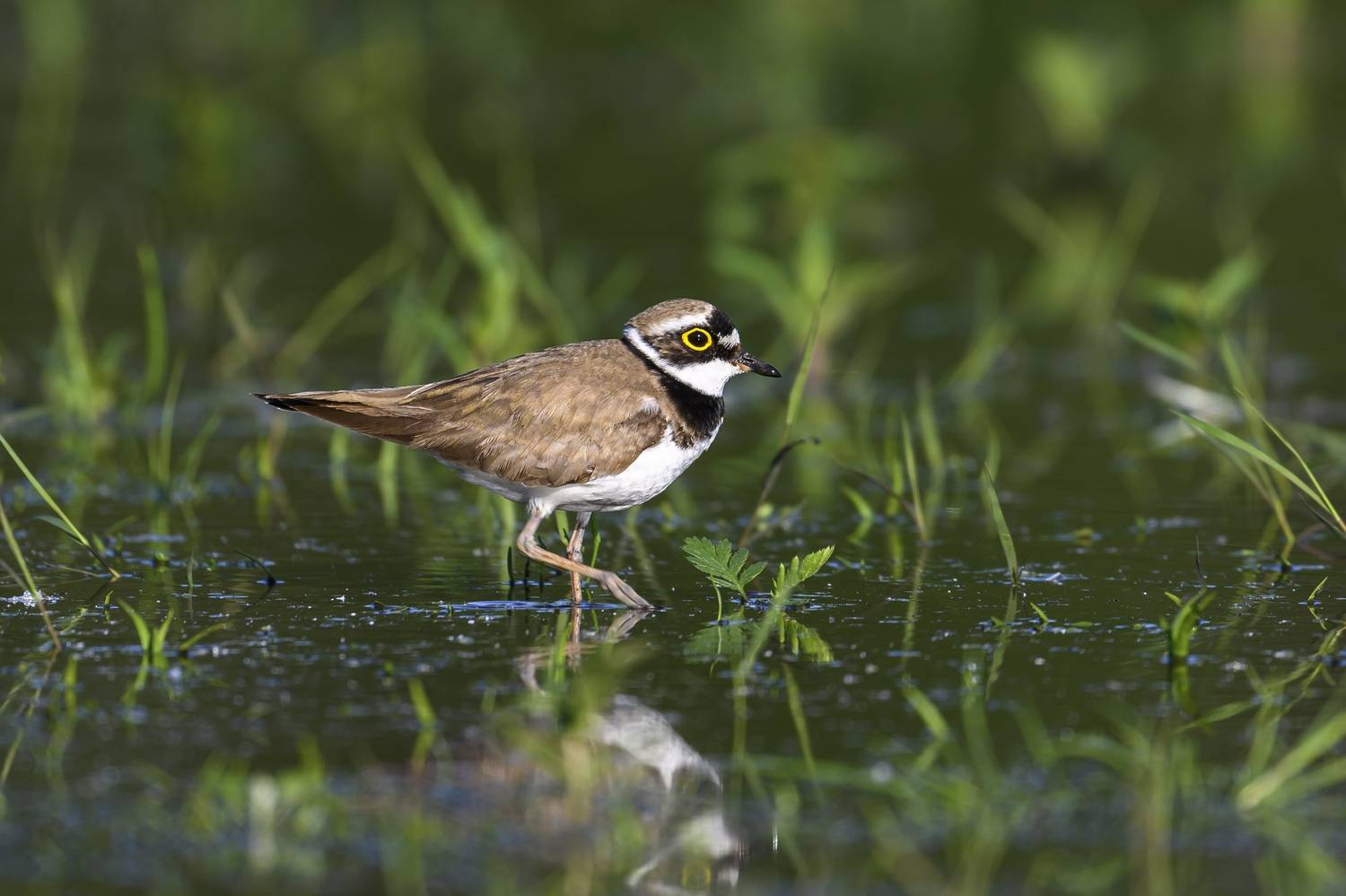 , Пупонин Сергей
