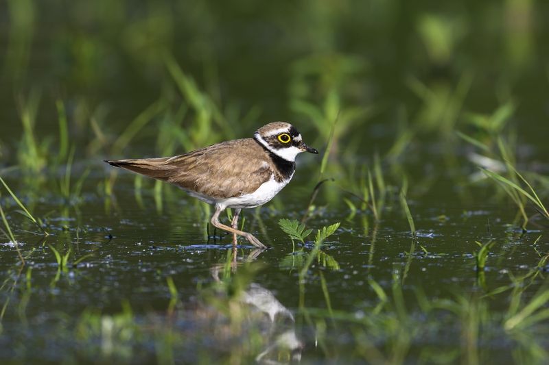 Малый зуек фото превью