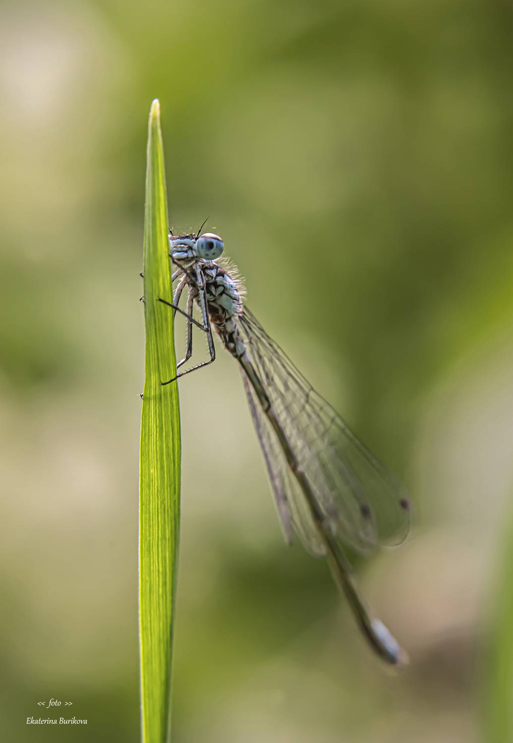 , Бурикова Екатерина