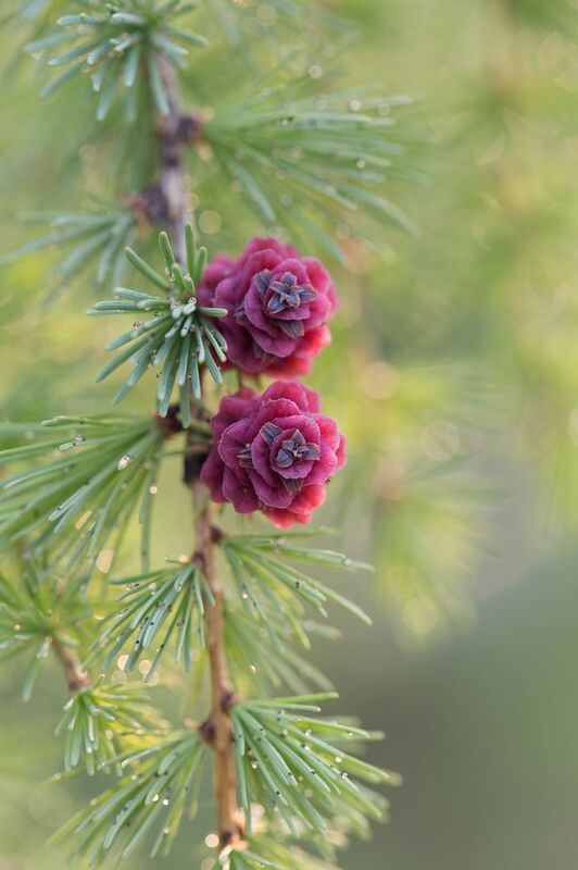 нерюнгри, шишки_лиственницы, лиственница, растениялевиной, майка, якутия, насекомые, женялевина, евгениялевина, насекомыеякутии, насекомыелевиной Якутские розы фото превью