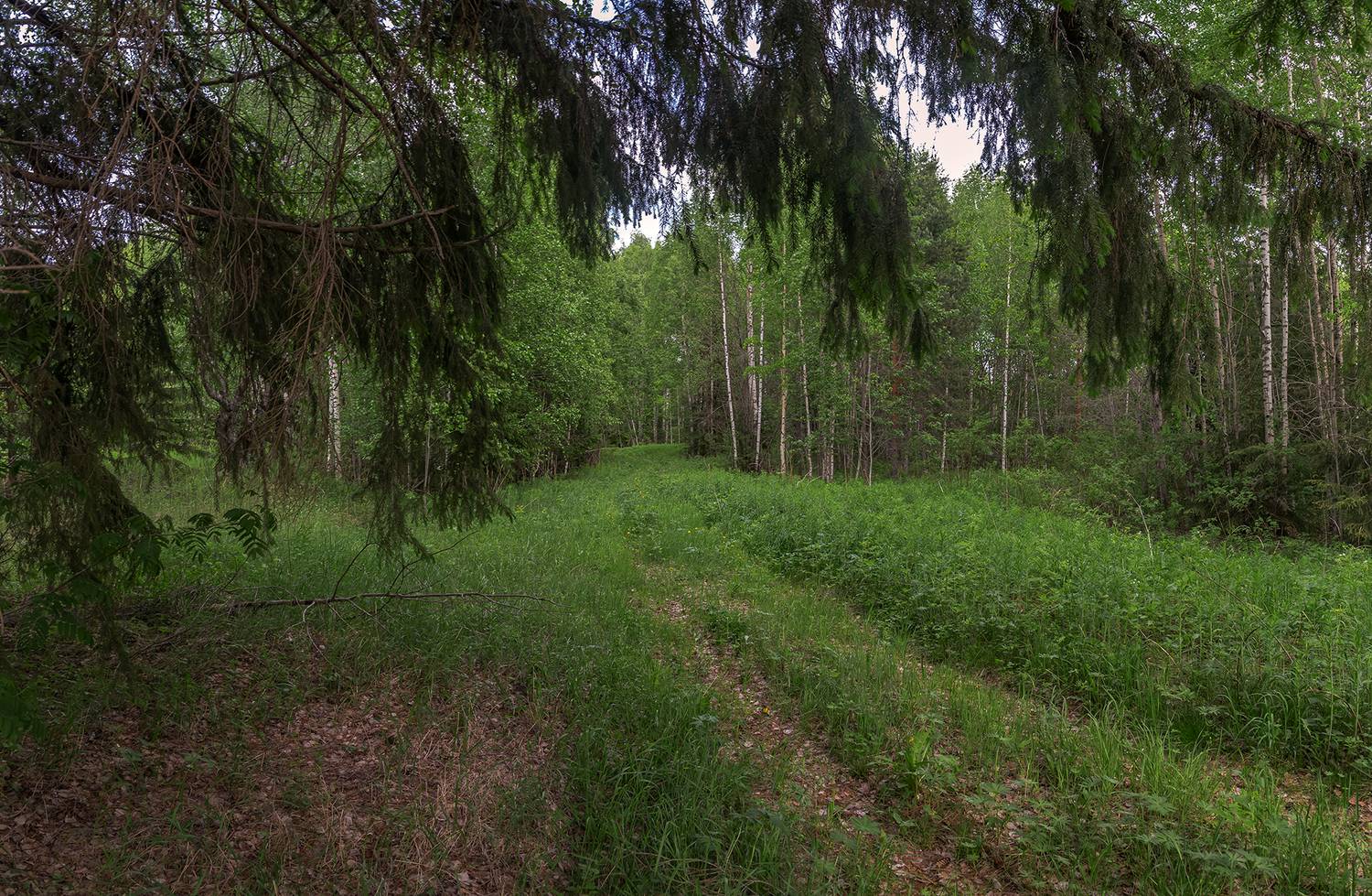 лес, дорога, заросли, ель,, Анкудинов Леонид