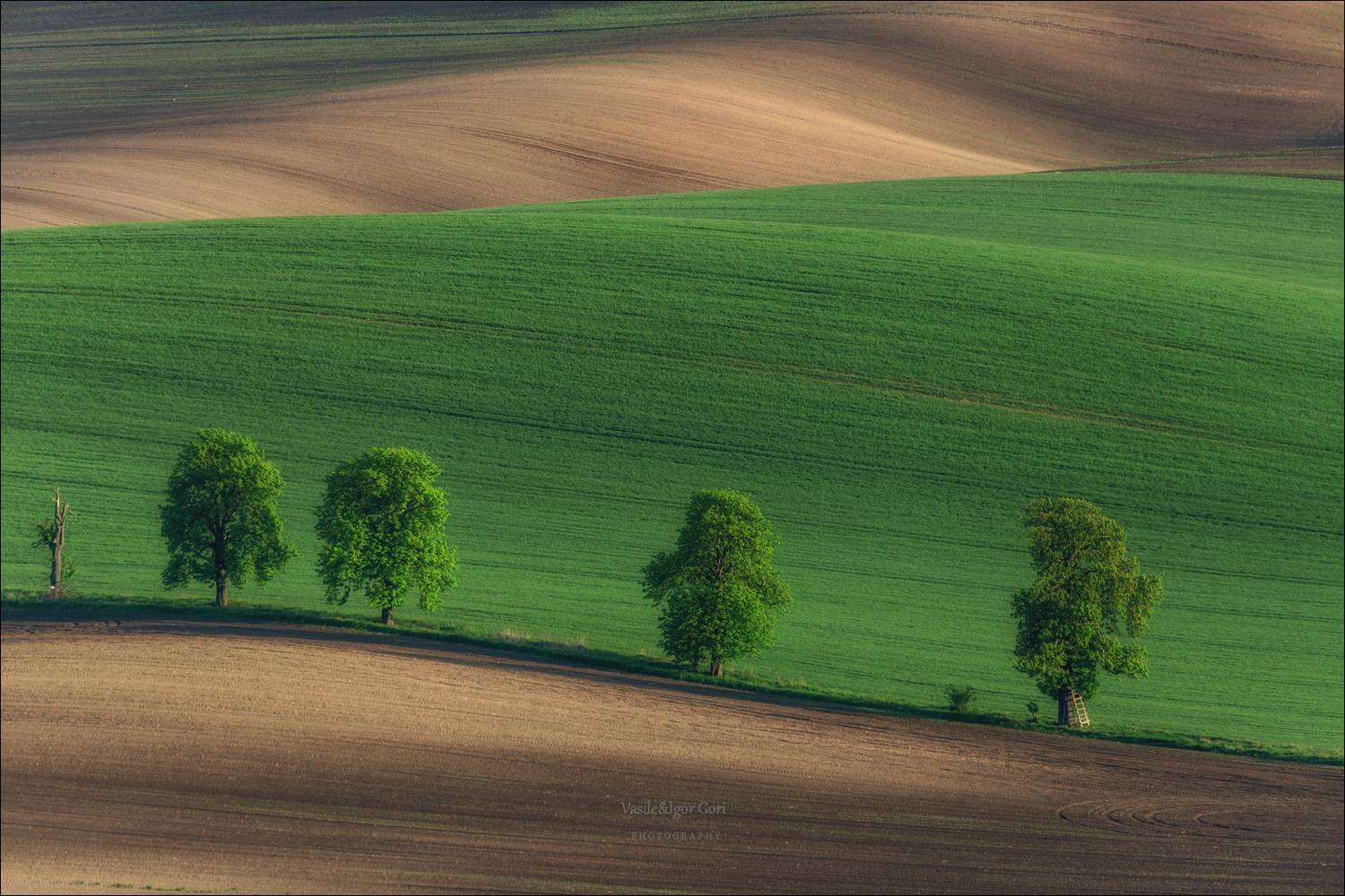 южная моравия,пейзаж,линии,south moravian,lines,свет,czech,весна,чехия,landscapes,карлин,каштаны, Гори Василий