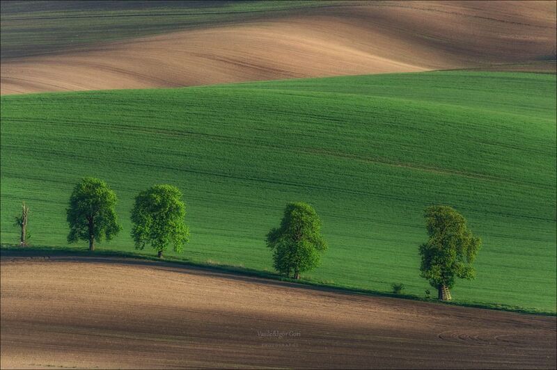 южная моравия,пейзаж,линии,south moravian,lines,свет,czech,весна,чехия,landscapes,карлин,каштаны Вечер у каштановой аллеи фото превью