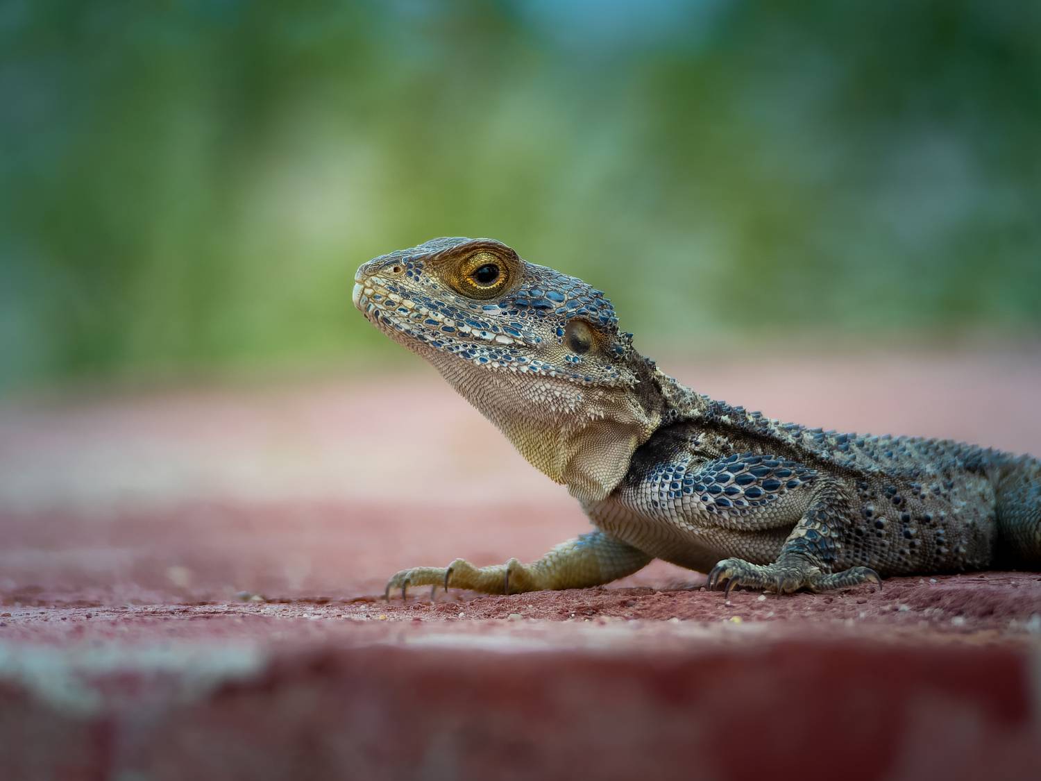 , Олег Савицкий