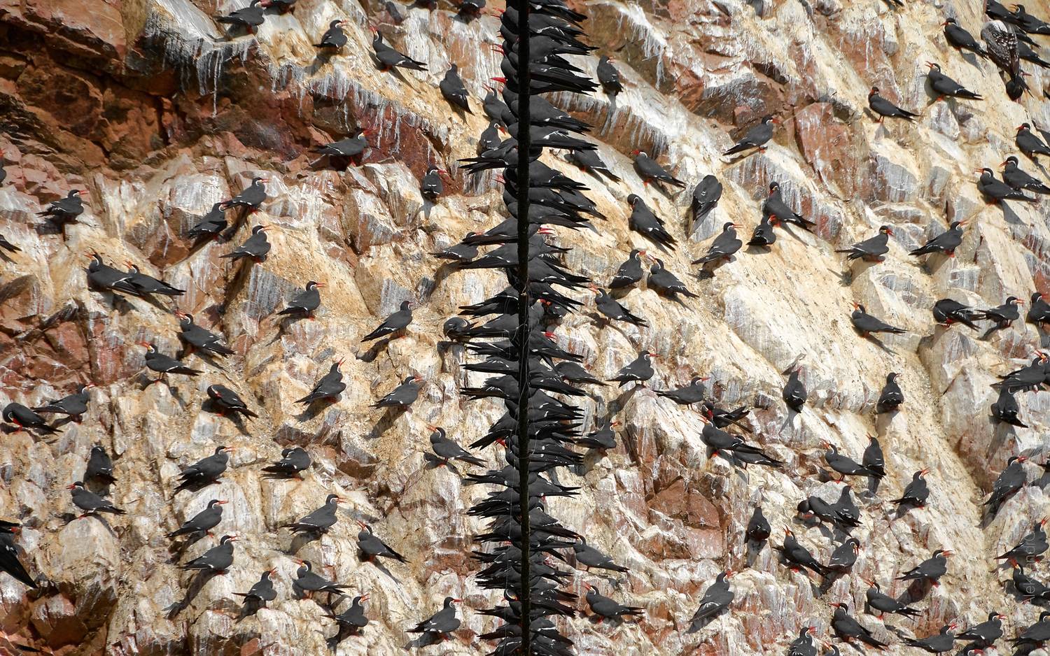 Перу, Peru, птицы, birds , Гиль Александр