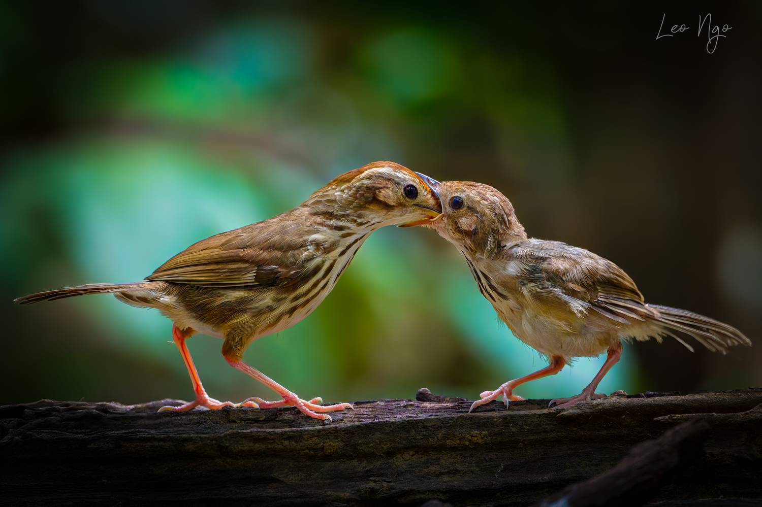 , Ngo Hoang Nguyen - Leo Ngo