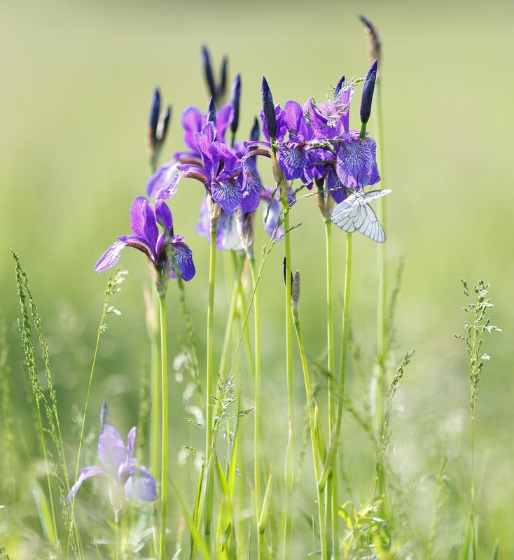 ирисы, лето, трава, цветы Дикие ирисы. фото превью