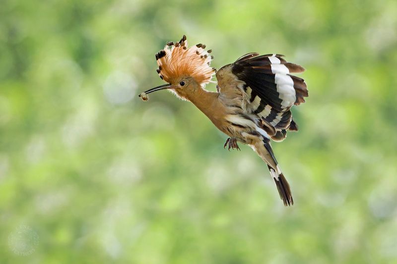 Удод - Lens and Feathers фото превью