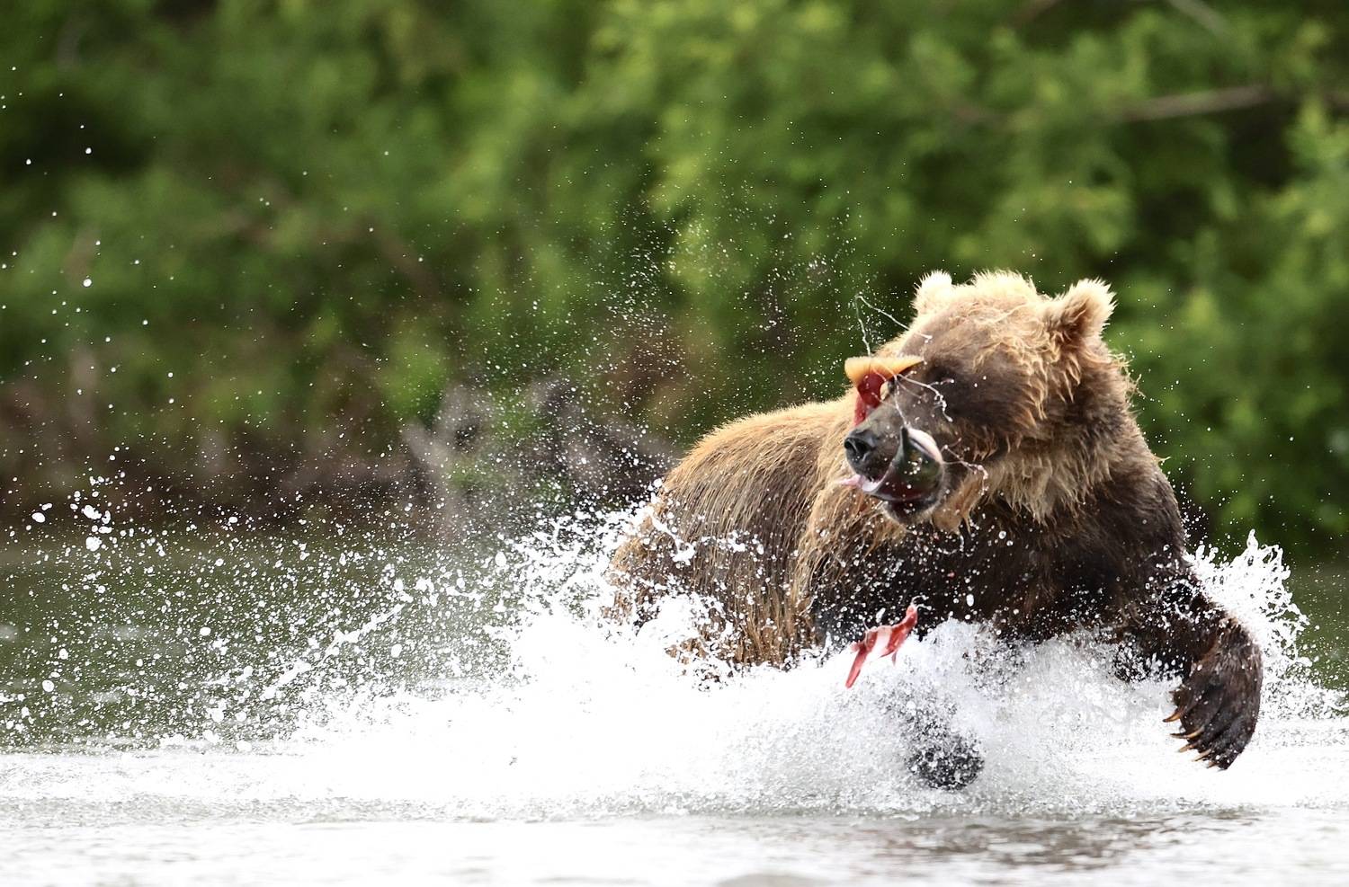Бурый медведь, Камчатка, Leonid Golubkov