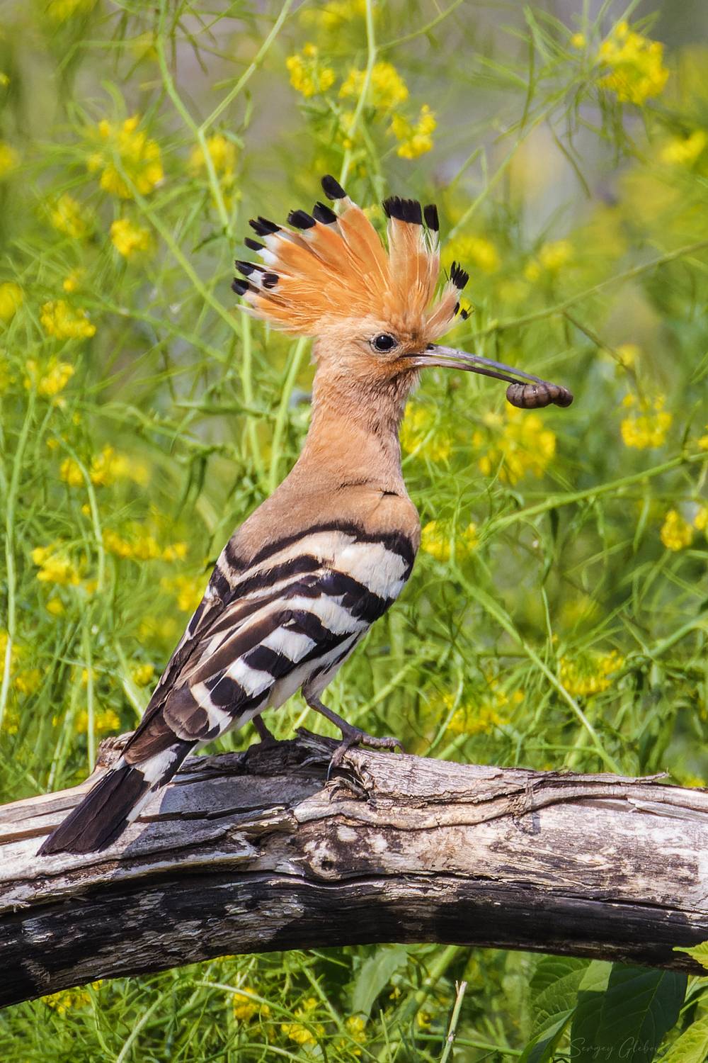 удод, птицы, пернатые, Глебов Сергей