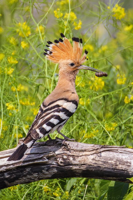 удод, птицы, пернатые С добычей фото превью