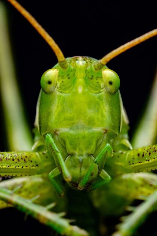 #макросъёмка, #макромир, #макрофото, #макросъемканасекомых, #макро_насекомые, #мирнасекомых, #насекомые, #жуки, #бабочки, #энтомология, #природа, #фауна, #красотаприроды, #фото_насекомых, #фотоприроды, #природавокруг, #увеличение, #ультрамакро, #интересны  фото превью