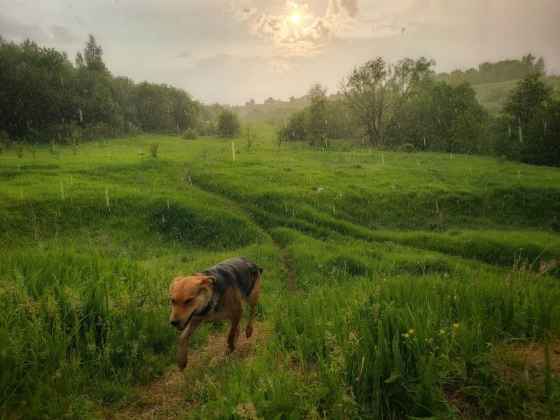 фото превью