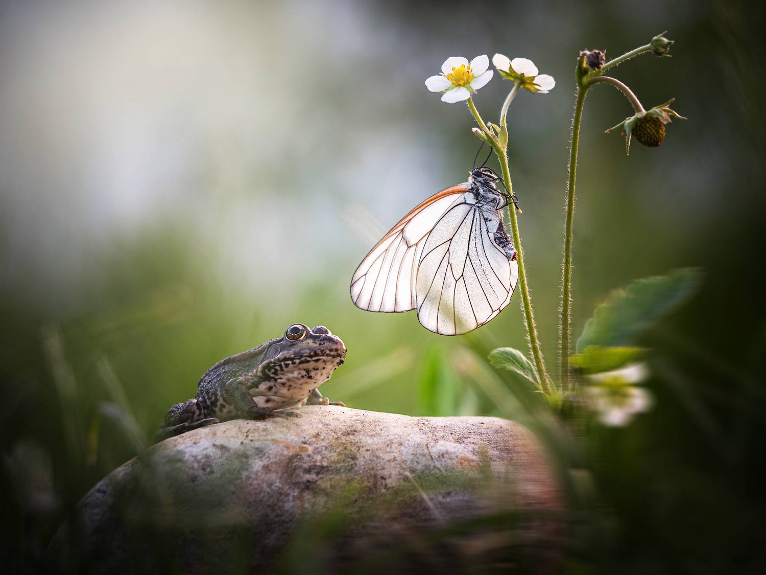 , Лапшина Владлена