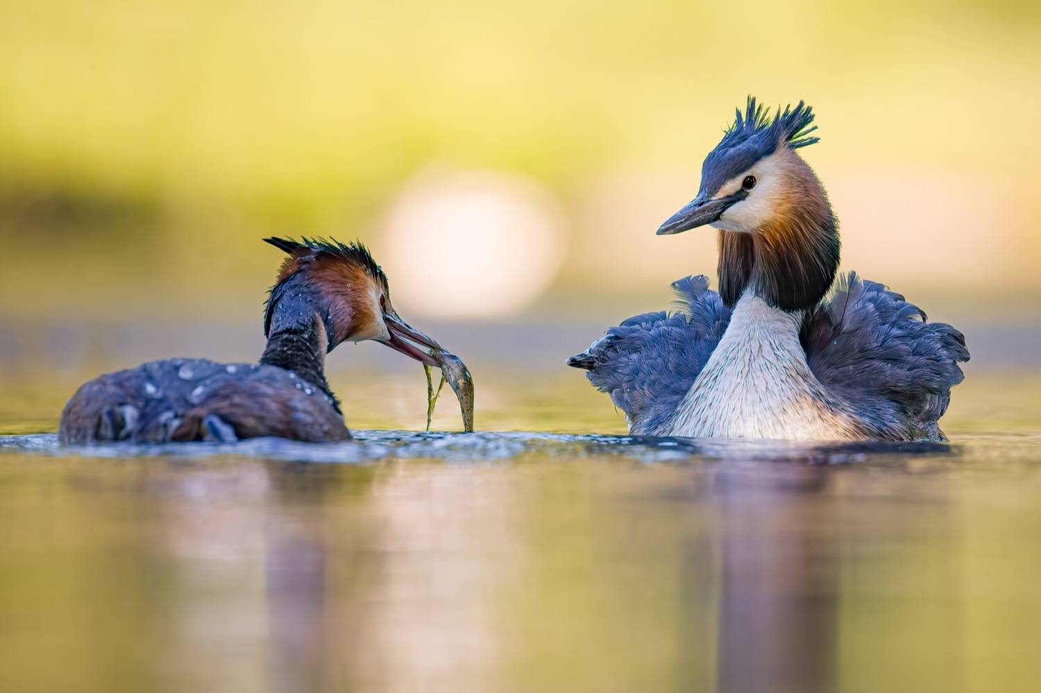 чомга, большая поганка, поганка, птицы, Руслан Pl
