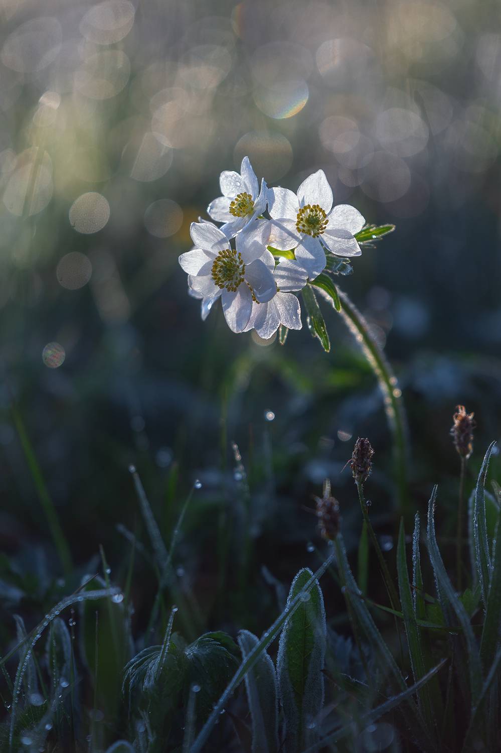 рассвет, кавказ, горы, приэльбрусье, цветы, капли, роса, ветреница, макро, Ekaterina Romanova