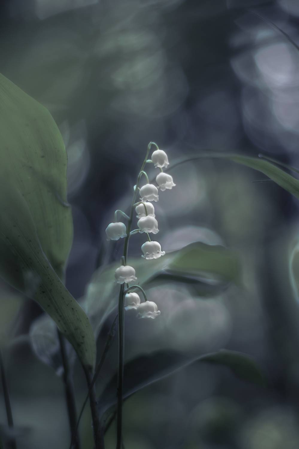 , Обидина Мария