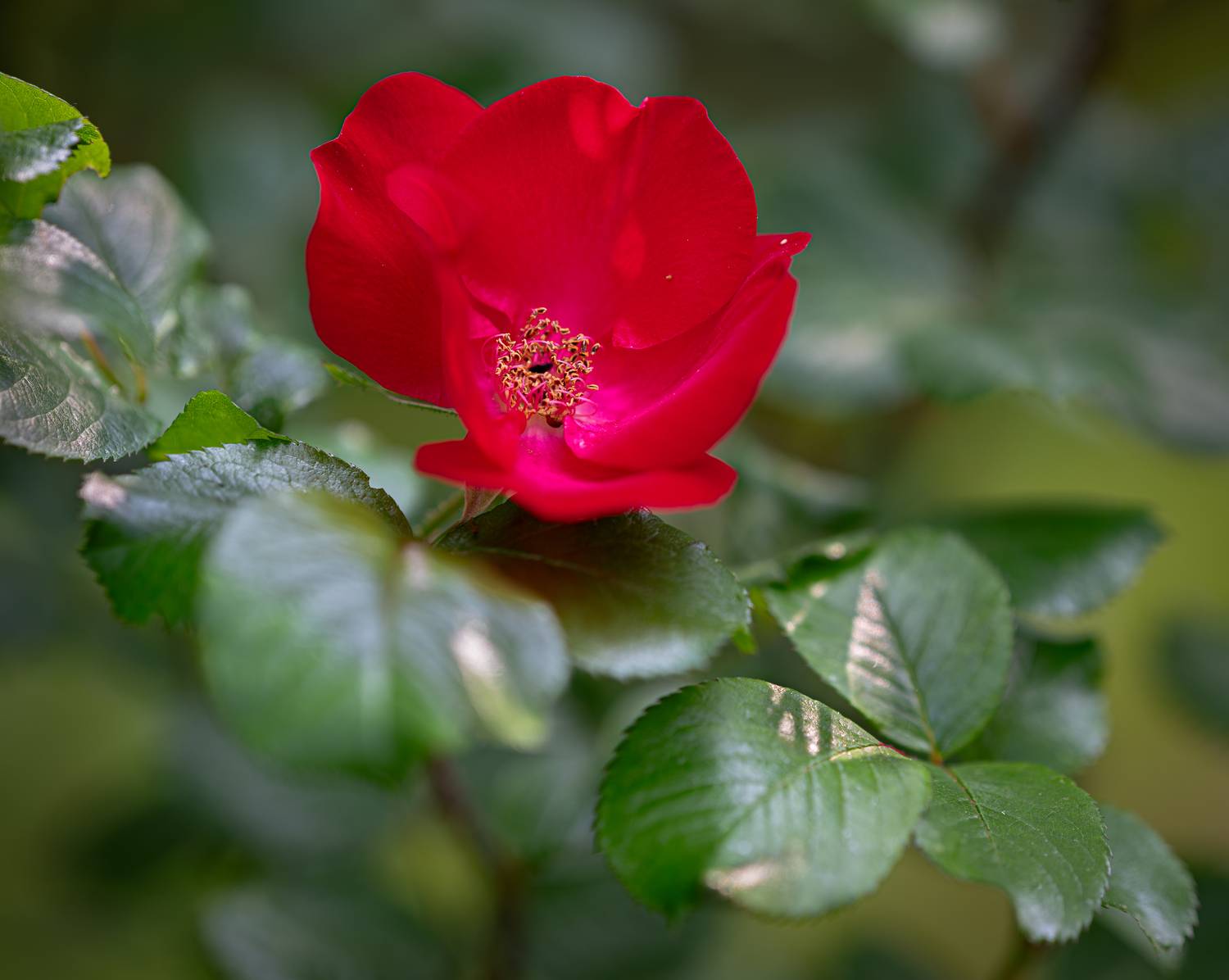 , Курлянцев Алексей